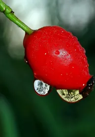 opuscolo_cometea