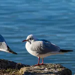 IMG_2670b