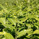 DSCF7737