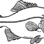 tea acque 04